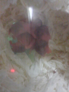 うーん、バンドだわ