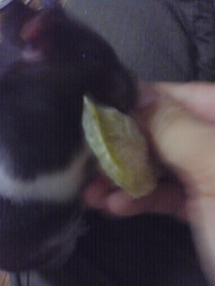 こら！よくばらないそこ！！