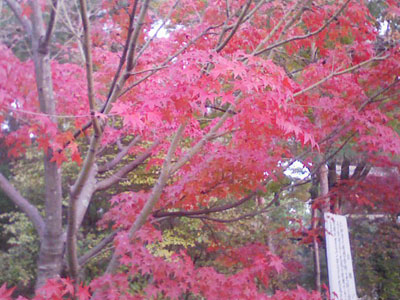 20071129_2.jpg