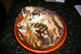 neko in the bowl