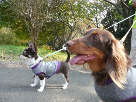 10月31日　昭和記念公園 (11).JPG