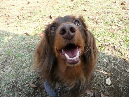 10月31日　昭和記念公園 (18).JPG