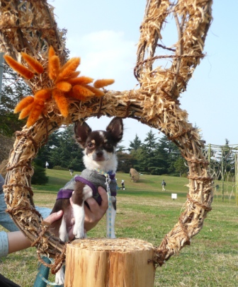 10月31日　昭和記念公園 (48).JPG