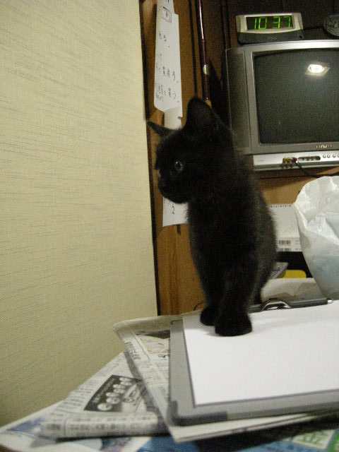 ただいま、探検中