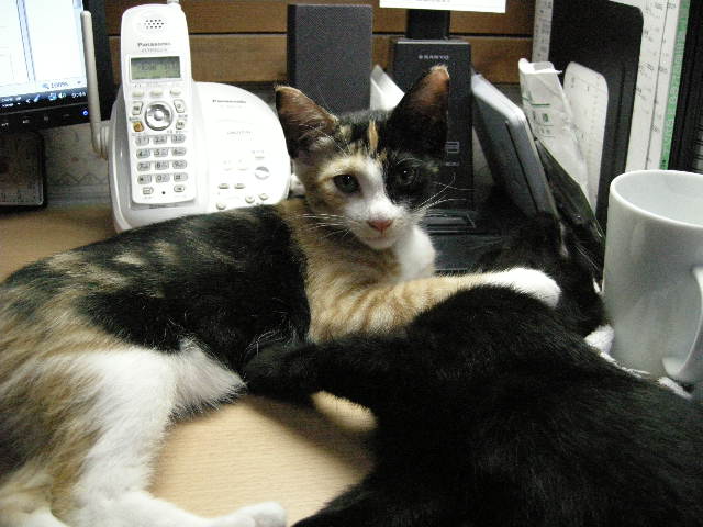 あんたのせいかっ！