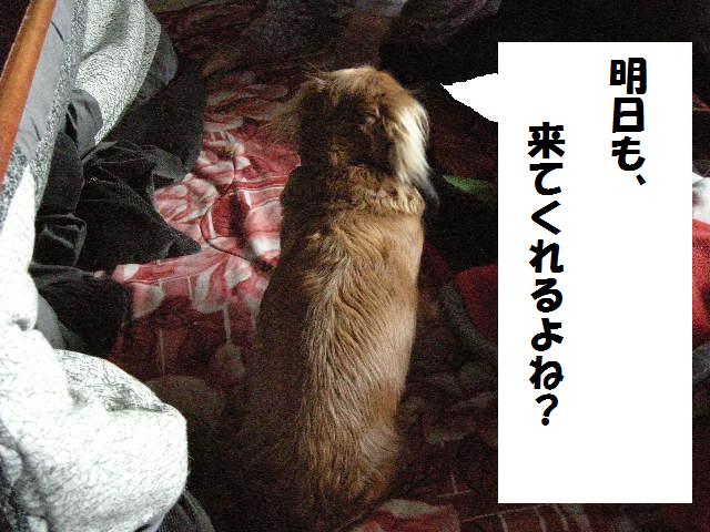 ファンちゃん　一言