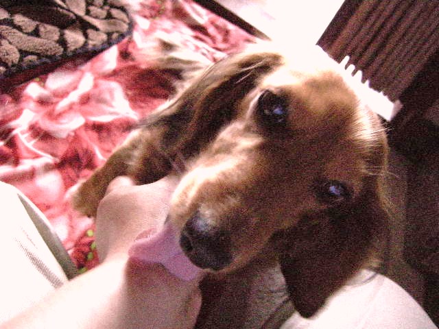 ファンちゃんペロペロ