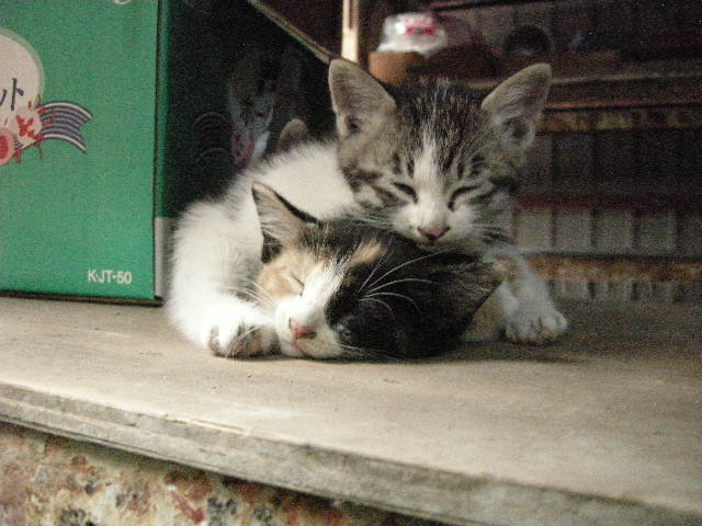 昨日、遅くまで起きてたんよ