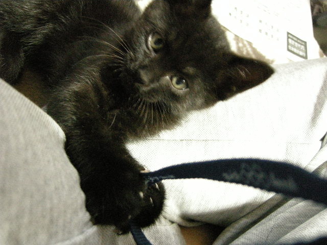 カメラはおもちゃ　TAN