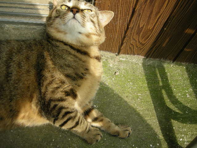 踏ん反り　キクちゃん