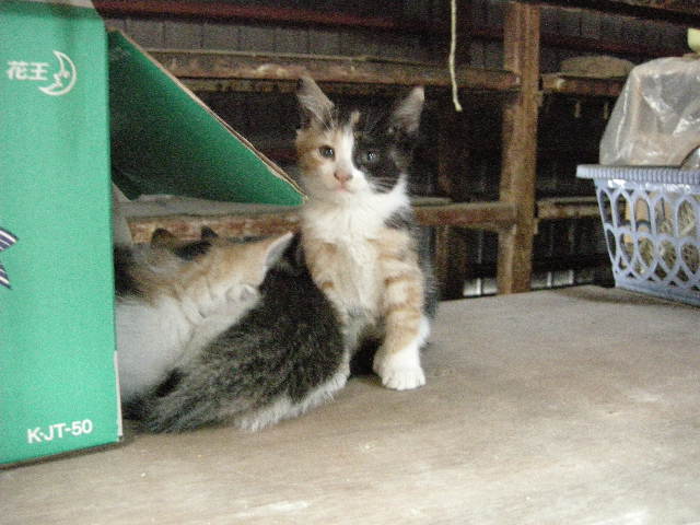 ぼちぼち、ごはん？