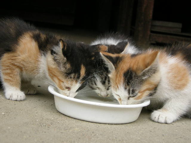 さあ、ごはんだ