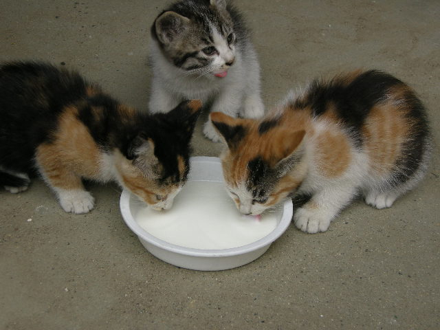 あ～食った食った