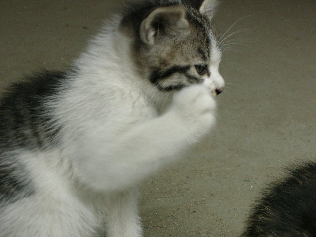 こちそーさん！