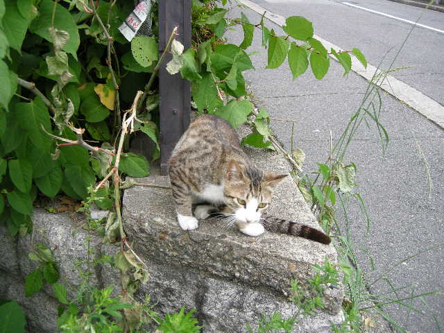 京大猫
