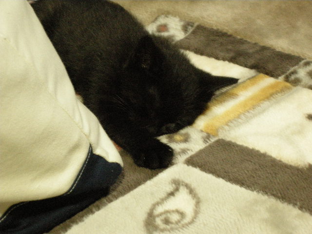 TANちゃん　お披露目２