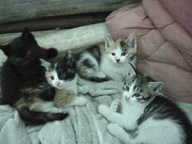 可愛いベイビー２