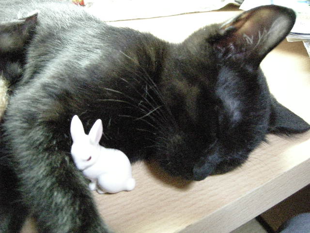 月ウサギとTANちゃん