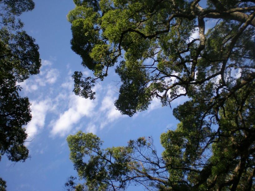 宇美八幡での楠の木の間の空