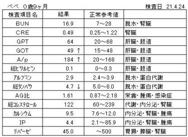 べべ血液検査