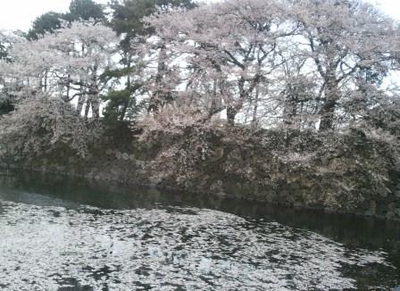 2011-04-15 富山桜２.jpg