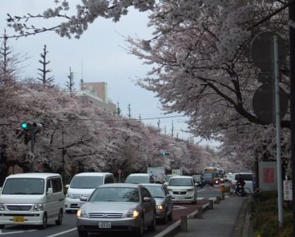 sakura 0408 2.jpg