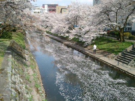 2011-04-15 富山桜３.jpg