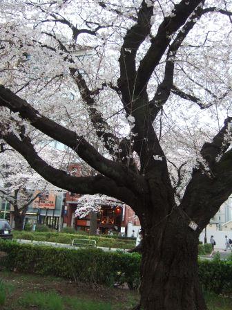 sakura 0408 3.jpg