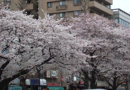 sakura 0408.jpg