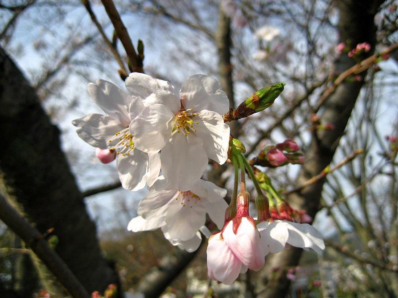 下関・桜の写真３