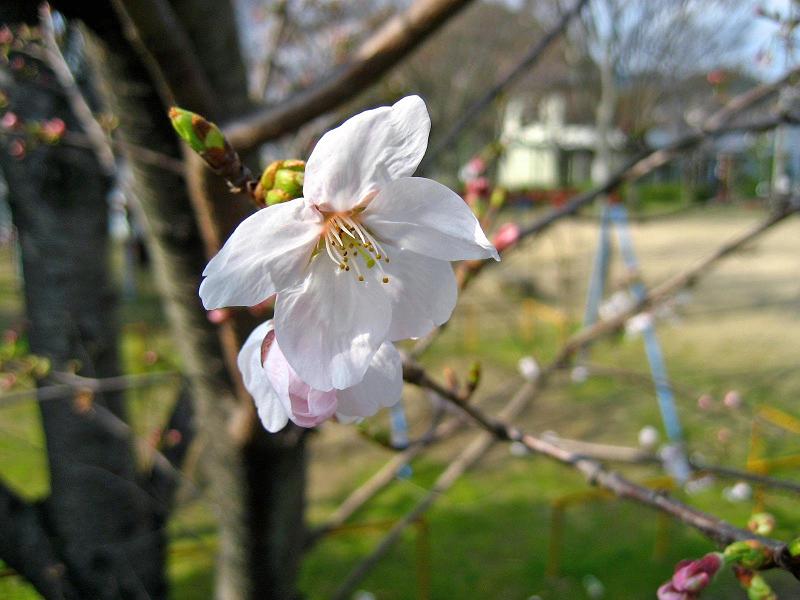 下関・桜の写真４