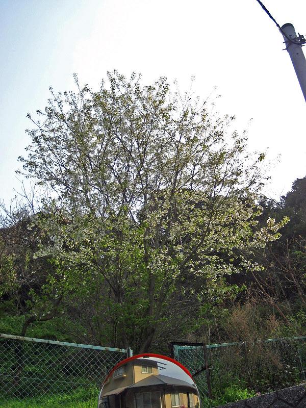 下関・桜の写真５
