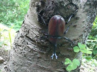 11年7月9日カブトムシ採集