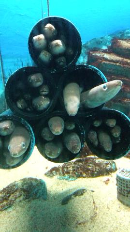 アナゴマンション