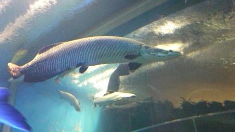 アマゾン館　ピラルクー