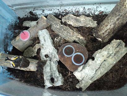 カブトムシ飼育ケース大