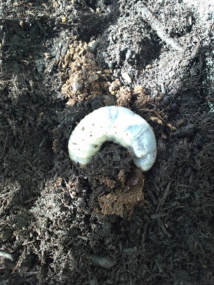 カブトムシ幼虫４ヶ月目1