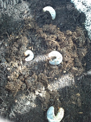 カブトムシ幼虫４ヶ月目2