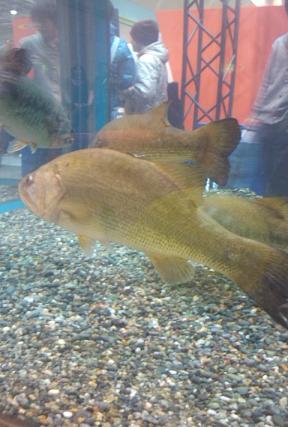 2011フィッシングショー　ジャッカル大水槽