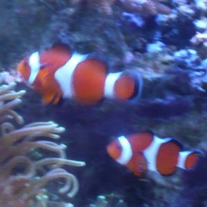 カクレクマノミ