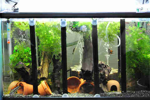 水槽3 2010年3月19日 | 熱帯魚・アクアリウム レビュー - 楽天ブログ