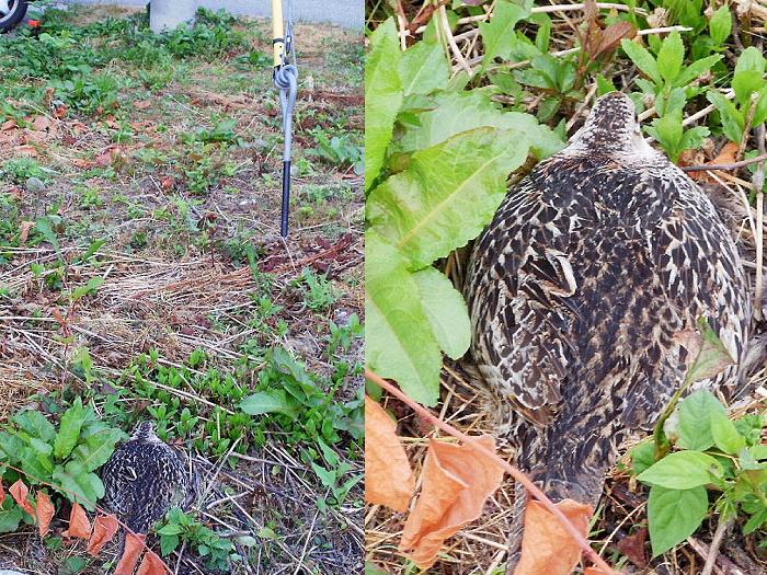 20100613_抱卵_ 1.JPG