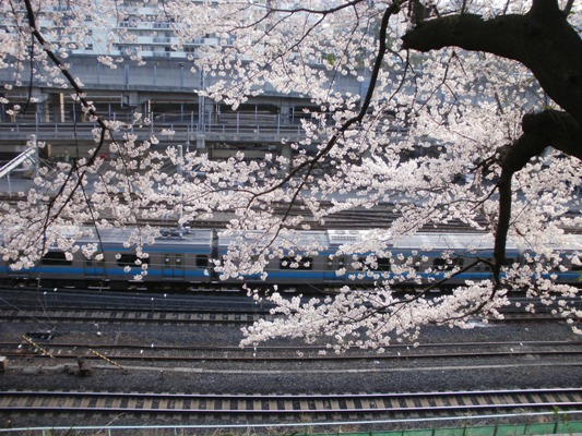 20100404_02サクラと京浜東北線.jpg