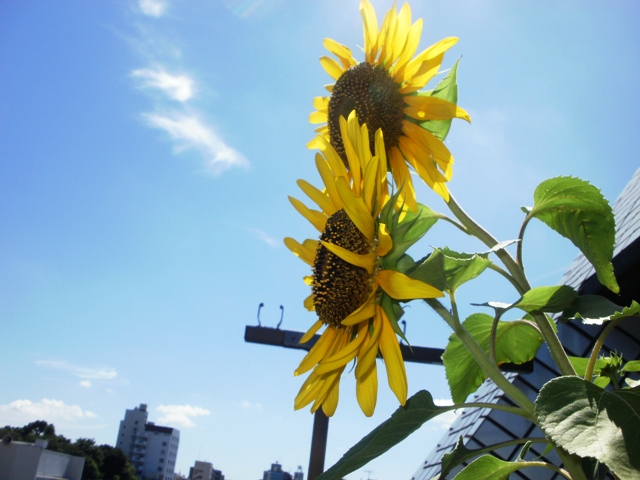 20100718_16_夏の日差し.jpg
