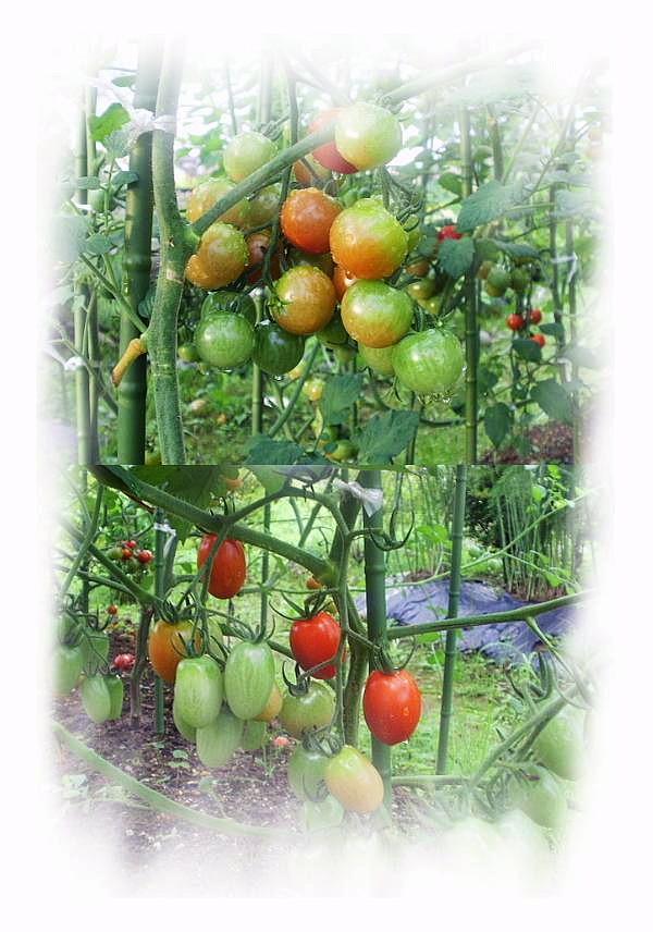 20100708_ミニトマト　千果とアイコ_ .JPG