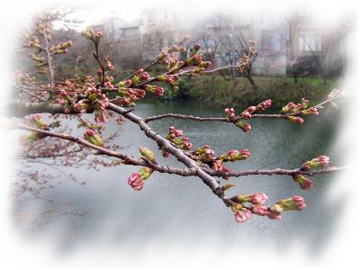 20100402定点観測サクラの蕾.JPG