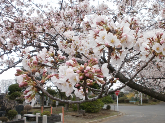 20100404_06公園墓地のサクラ並木.jpg