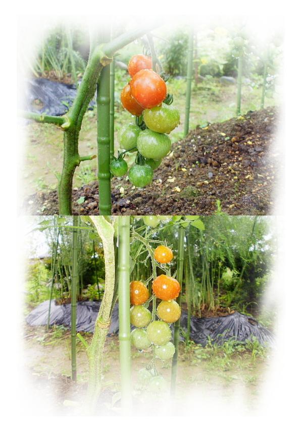 20100627_ミニトマト_.JPG