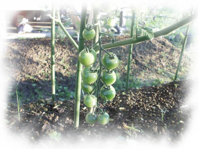 20100624_鈴なりトマト.JPG