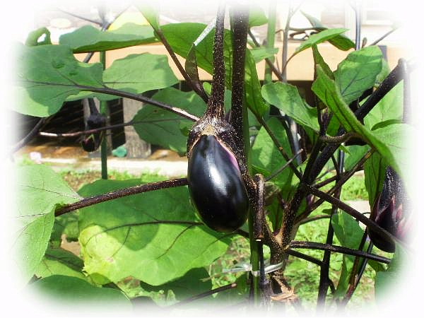 20100710_ふくらみかけた茄子.JPG